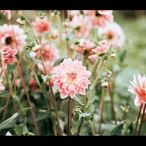 Meet your Posher, Dreena